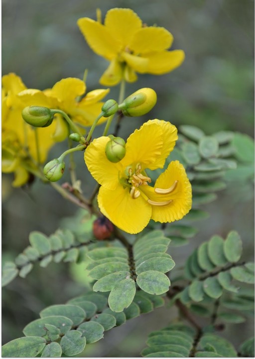 Avarampoo | ஆவாரம்பூ| Dried Avarampoo| Dried Cassia Flowers from Sri Lanka | 100g