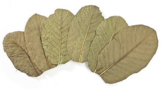 Guava Leaves | கொய்யா இலை | Ceylon Dried Guava Leaves | Koyya ilai | 50g